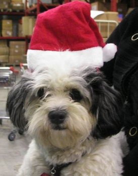 Santa Hat Headband (12 pcs)